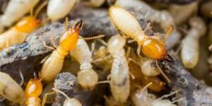 Termite Treatment Epping