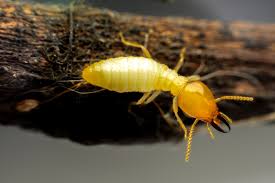 Termite Treatment Doncaster