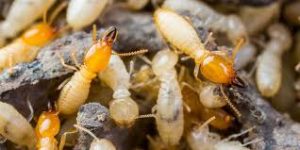 Termite Treatment Northern Suburbs