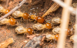 Termite Treatment Diamond Creek