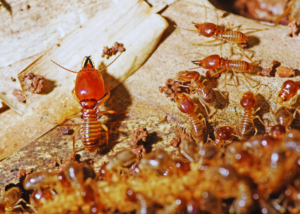 Termite Protection