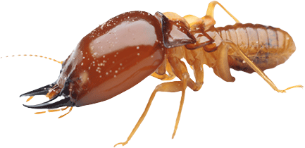 Termite-Image