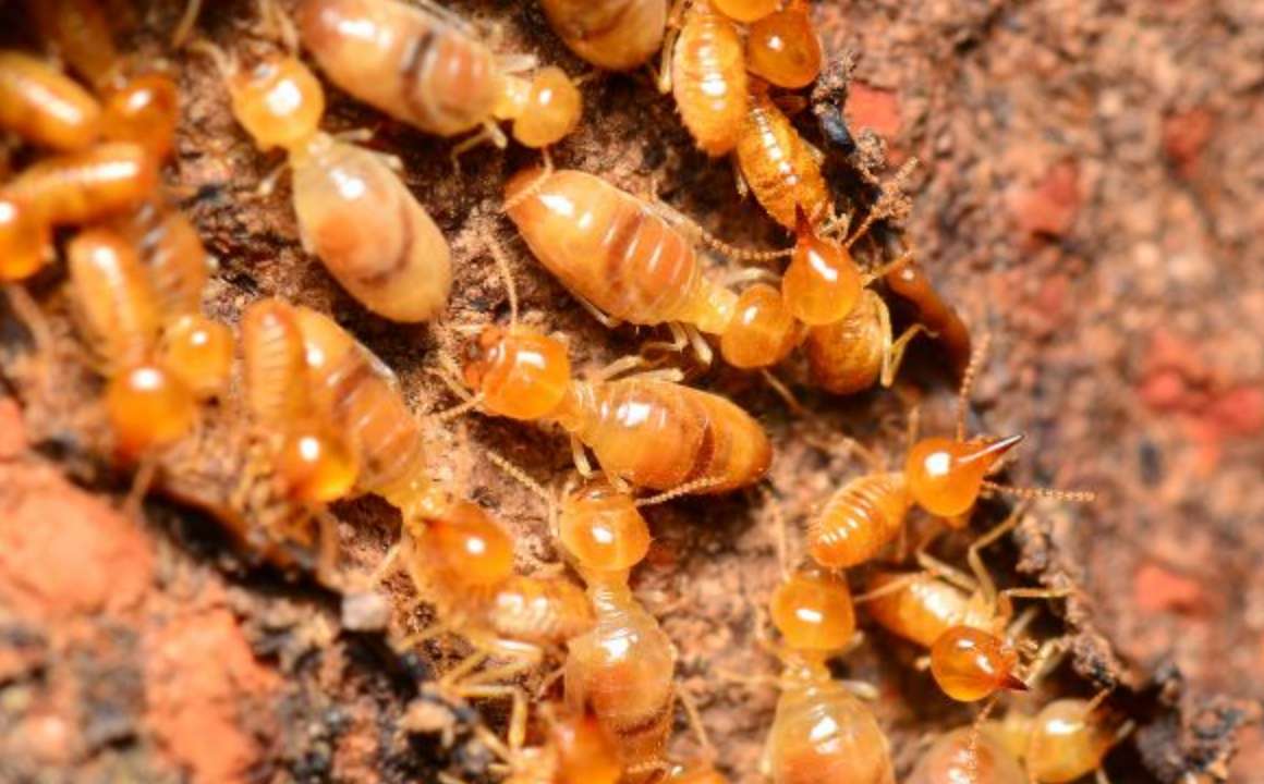 bugs-that-look-like-termites@2x