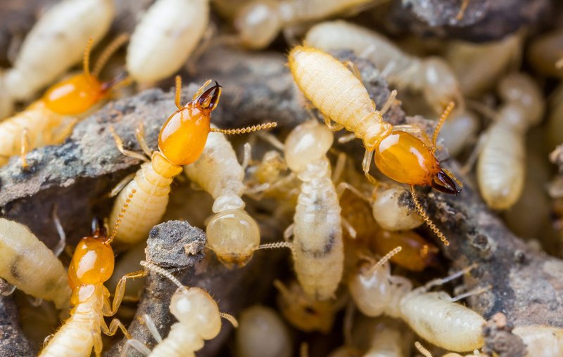 subterranean-termites